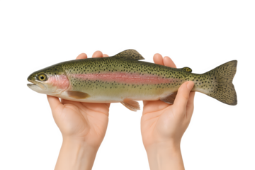 Rainbow trout held by hands showing distinctive colors and patterns in a bright setting