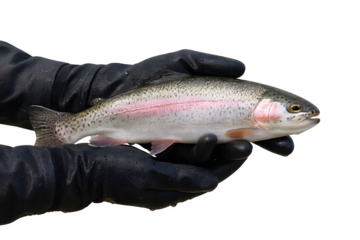 Rainbow trout being held in gloved hands with detailed scales and colors displayed in a clear setting