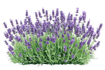 Obraz premium Lush lavender plant blooming with fragrant purple flowers against a transparent background