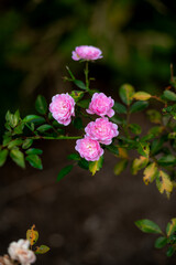 pink flowers in the garden