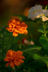 orange and yellow flowers