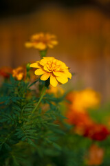 yellow flower in the water