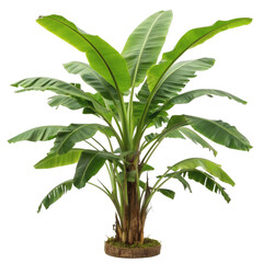 Banana Plant (Musa spp.) plant, cutout PNG transparent background