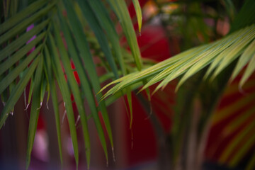 palm leaf branches