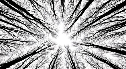 Looking up through bare tree branches towards a bright sky