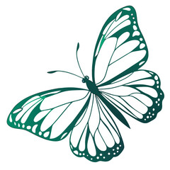 Emerald butterfly with detailed wings