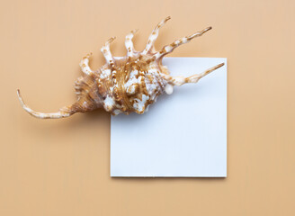 Collection of exotic seashells with unique spiky shapes and natural textures, arranged on a light background with free space for text, perfect for cards, invitations, or document design.