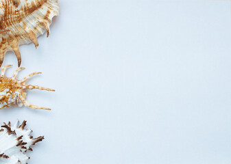 Collection of exotic seashells with unique spiky shapes and natural textures, arranged on a light background with free space for text, perfect for cards, invitations, or document design.