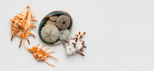 Collection of exotic seashells with unique spiky shapes and natural textures, arranged on a light background with free space for text, perfect for cards, invitations, or document design.