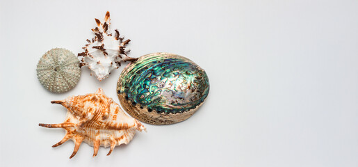 Collection of exotic seashells with unique spiky shapes and natural textures, arranged on a light background with free space for text, perfect for cards, invitations, or document design.