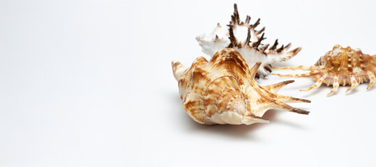 Collection of exotic seashells with unique spiky shapes and natural textures, arranged on a light background with free space for text, perfect for cards, invitations, or document design.