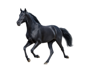 A majestic black horse with a flowing mane and tail is captured in motion, isolated on a clean transparent background, showcasing its powerful physique and elegant stride