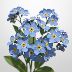 Delicate Blue Forget Me Not Flowers in Bloom