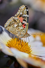 close-up Painted Lady butterfly on the yellow heart of a dahlia