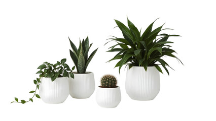 Obraz premium Urban Oasis: a vibrant collection of potted houseplants, showcasing a minimalist aesthetic with elegant simplicity