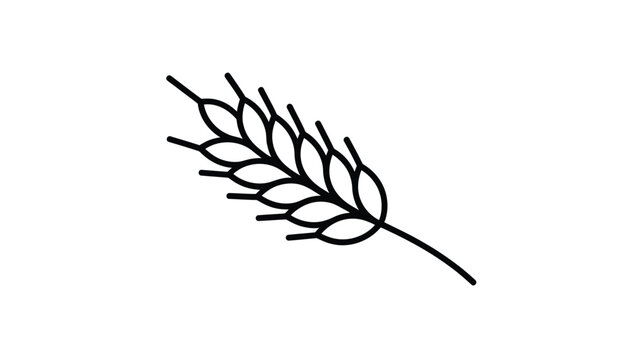 Naklejki Simple hand drawn line art of a wheat stalk on a white background