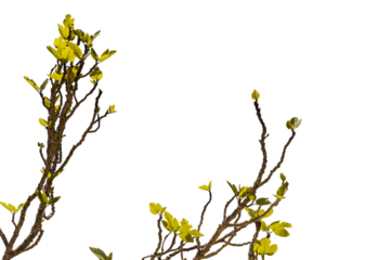 green fig shoots with the sky in the background