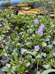 tropical garden in thailand