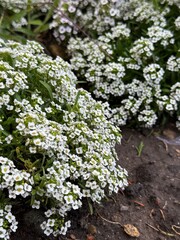 flowers on the ground