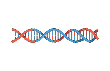 Conceptual DNA illustration double helix strand on a plain white background