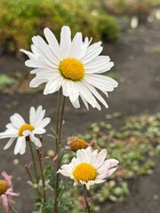 Obraz premium daisies in a garden