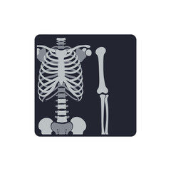 Human Skeleton Anatomy X ray Illustration Medical Visualization Graphic