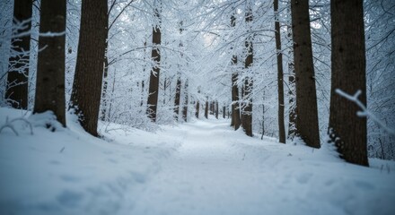 Snowy forest path.  Dark trees stand in a winter wonderland