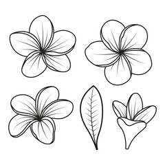 plumeria flowers in outline