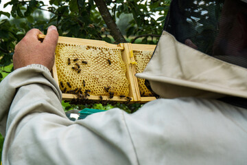 Beekeeper holding honeycomb frame with bees during honey production in apiary