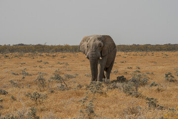 Elefant Etosha Namibia