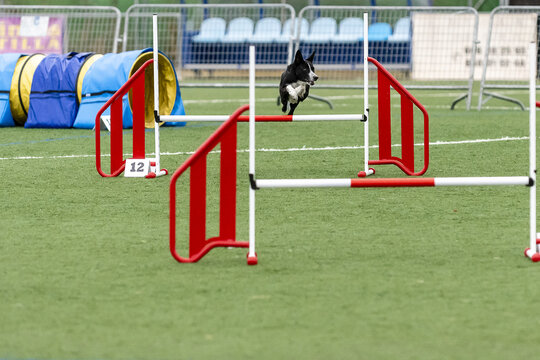 Dog competes in agility course with colorful equipment and obstacles in outdoor field event - Powered by Adobe