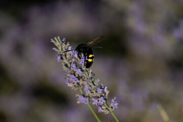 Buzzing bee collecting nectar from purple flowers in a sunny garden during late afternoon