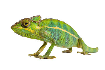 Fototapeta premium Vibrant Green and Yellow Chameleon isolated on white transparent background