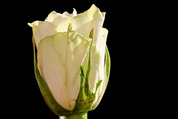 weiße Rose mit schwarzem Hintergrund