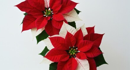 Obraz premium Two poinsettia blooms, red and white, against a plain white background