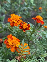 orange and yellow flowers