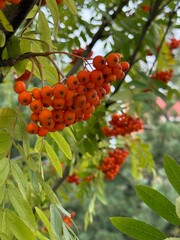 red berries on a tree