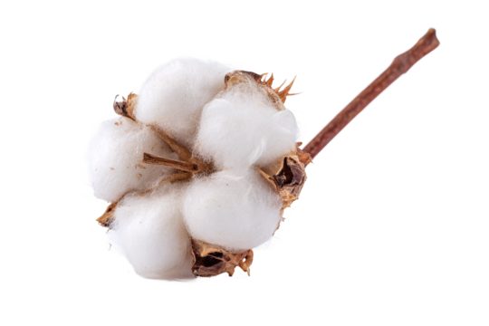 Natural fluffy cotton boll with stem, isolated on white transparent background