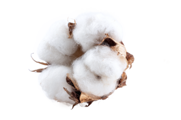 Natural cotton boll with stem isolated on white transparent background