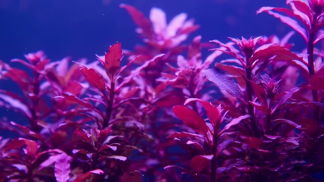 Vibrant deep pink aquatic plants in a tank