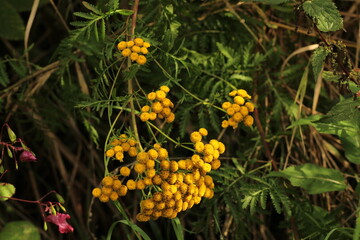 Wild, uncultivated flowers. Yellow flowers in the field. Common Tansy. Tansy, yellow tansy flowers closeup. Beautiful summer background. Beautiful floral background 
