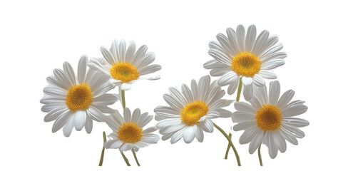  a group of daisies, each with white petals and a yellow center, set against a pure white background with a cutout design, in a png file. the flowers have delicate textures that give them an elegant a