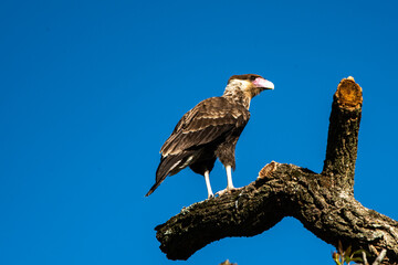red tailed hawk in flight