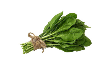  a bunch of fresh spinach tied with twine, isolated on a white background. high-resolution photography, high-quality, photorealistic stock photos for designers. conceptual scenes, cut-out and pasted e