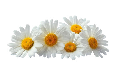  a group of daisies, each with white petals and a yellow center, set against a pure white background with a cutout design, in a png file. the flowers have delicate textures that give them an elegant a