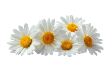  a group of daisies, each with white petals and a yellow center, set against a pure white background with a cutout design, in a png file. the flowers have delicate textures that give them an elegant a