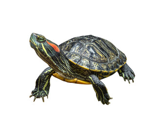 Obraz premium Aquatic Red Eared Slider Turtle Resting on Black Backdrop