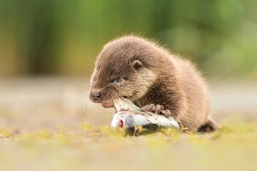 Eurasian otter Lutra lutra cute darling young brown meadow animal in nature, draw near village, runs fast, cubs beautiful Europe