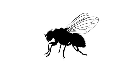 Simple Silhouette art of a Housefly