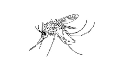 Sharp Silhouette outline of a Mosquito
